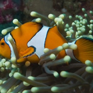 Clown-fish-1