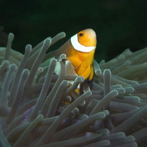 Clown-fish