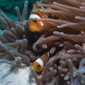 Clown-fish