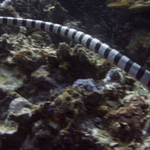 Coral-Snake-1