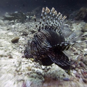 Lionfish