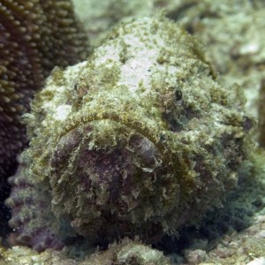 Devil-Scorpionfish-2