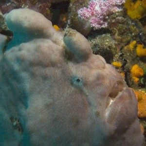 Frogfish-2