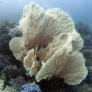 Giant-Gorgonian-Fan