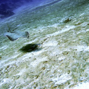 Flounder - Cozumel