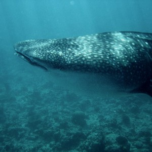 Whale Shark (Off Whale Shark Point Maldives)