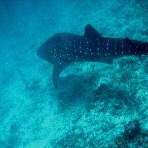 Whale Shark (Off Whale Shark Point Maldives)