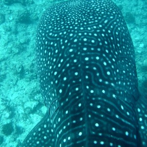 Whale Shark (Off Whale Shark Point Maldives)