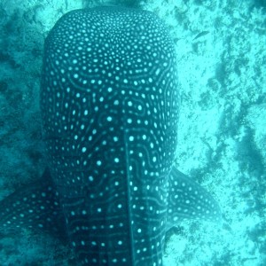 Whale Shark (Off Whale Shark Point Maldives)