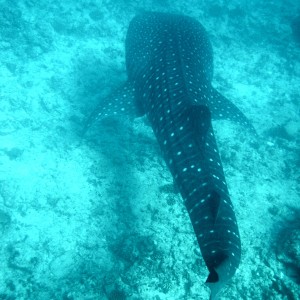 Whale Shark (Off Whale Shark Point Maldives)