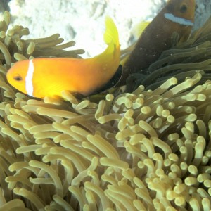 Clown Fish on Anenome
