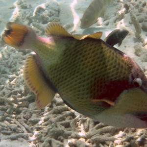 Titan Trigger Fish