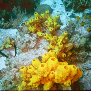 Yellow Sponges