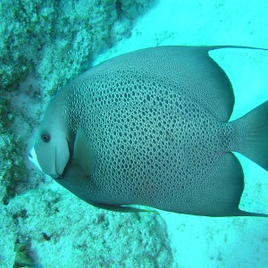 Grey Angelfish