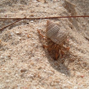 Hermit Crab