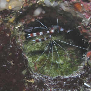 Banded_shrimp