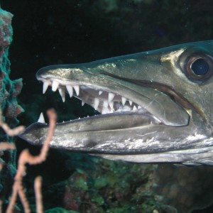 Barracuda