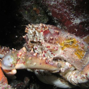 Channel Crab