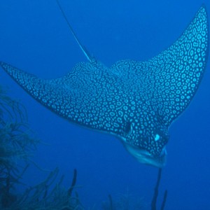 Spotted Eagle Ray