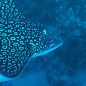 Spotted Eagle Ray