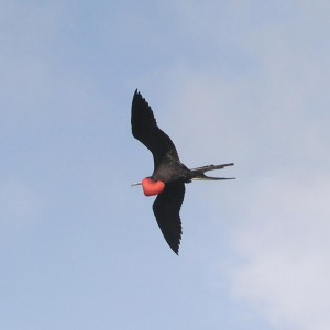 Frigatebird