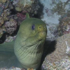 Green Moray