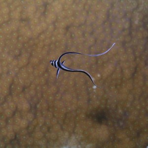 Juvenile Spotted Drum