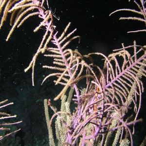 Coral at Night