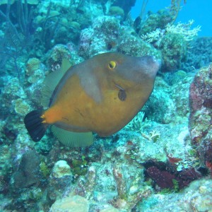 Whitespotted Filefish