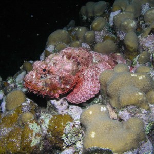 Scorpionfish