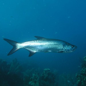 Tarpon