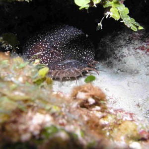 Whitespotted Toadfish