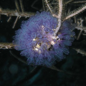 Tunicate