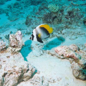 Bannerfish