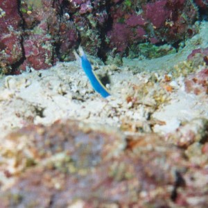 Blue Ribbon Eel