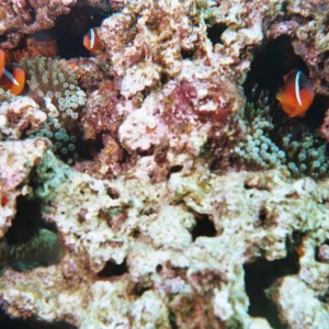 Anemone Fish