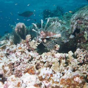 Lionfish