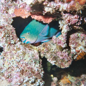 Parrotfish