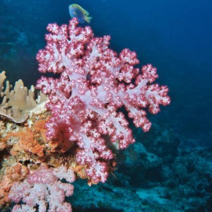 Soft Coral