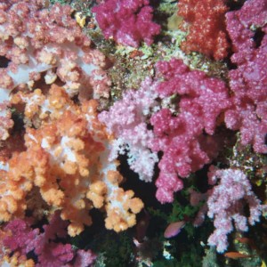 Soft Coral