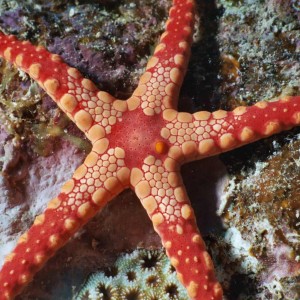 Starfish