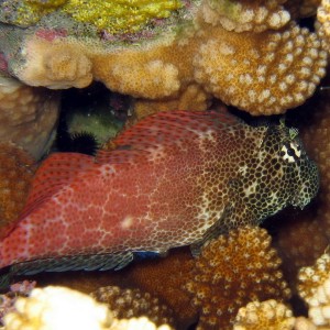 Leopard Blenny