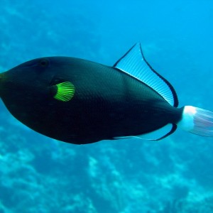 Pink Tail Triggerfish