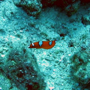 Yellow Tail Coris (Juv)