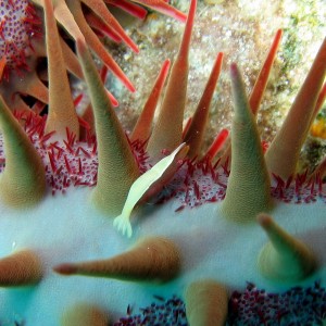 Shrimp on Crown of Thorns Starfish