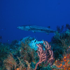 Cozumel 4/05-Barracuda