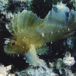 Leaf Fish