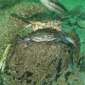 Blue Crabs - Destin Jetties