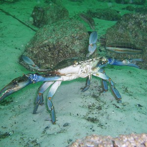 Blue Crab - Destin Jetties