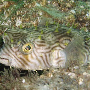 Burrfish - Destin Jetties